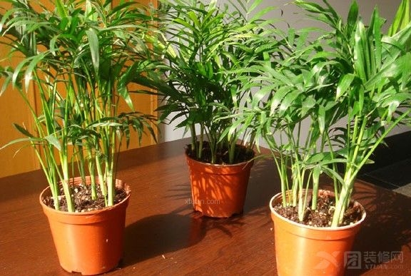 家居植物效果圖