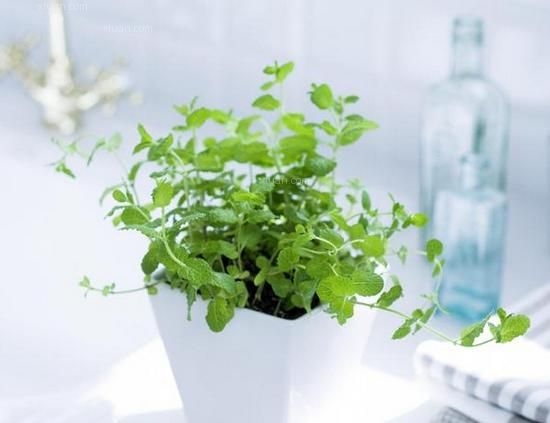 書桌植物風(fēng)水