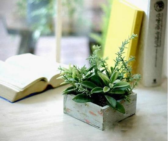 書桌植物風(fēng)水